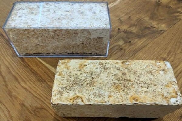Magic mushrooms turn construction waste into building blocks