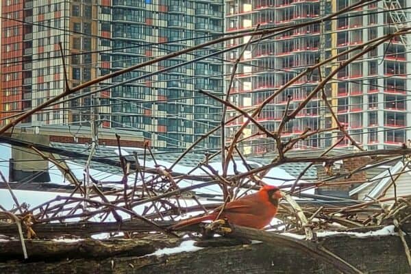 UrbanCardinal | UrbanToronto