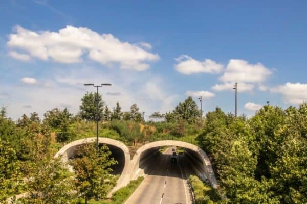 To prevent wildlife-vehicle collisions, US DOT launches $350M pilot program