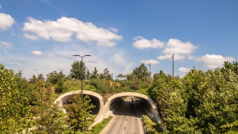 To prevent wildlife-vehicle collisions, US DOT launches $350M pilot program