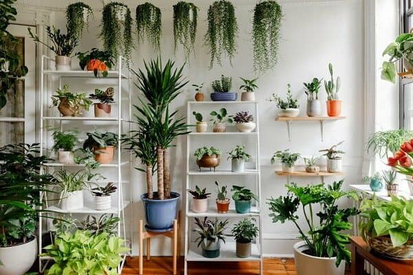 Growing Interest In Indoor Plants Fuels Market Expansion