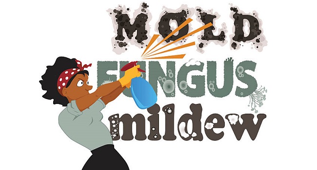 Banishing Mold3 - Strategies for Thorough and Safe Remediation