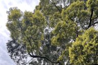 Australia Must Embrace Nature Positive Planning and Design – Architecture . Construction . Engineering . Property